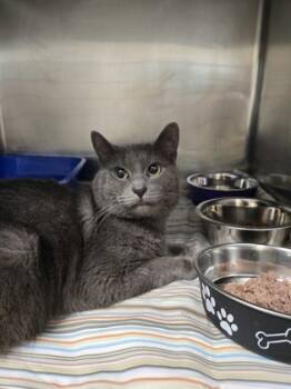 Rescue Domestic Short Hair Cats for Adoption - SIMBA | PetCurious