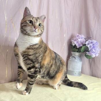 Calico Cats Available for Adoption - Calico | PetCurious