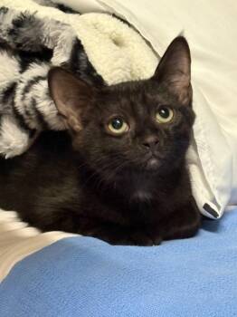 Astro -  Domestic Short Hair Cat for Adoption in Rochester, Washington - Astro | PetCurious