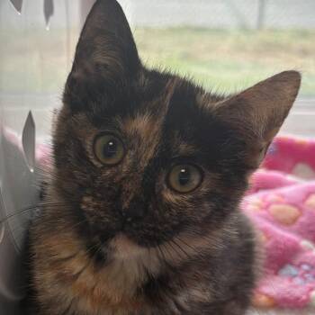 Sarah -  Domestic Short Hair Cat for Adoption in East Hanover, New Jersey - Sarah | PetCurious
