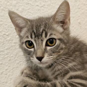 Bella - Lovely Little Gal -  Tabby Cat for Adoption in Hoquiam, Washington - Bella - Lovely Little Gal | PetCurious
