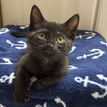 Fozzie -  Domestic Short Hair Cat for Adoption in Jacksonville, Florida - Fozzie | PetCurious