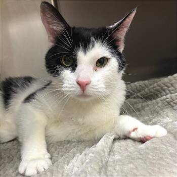 Domestic Short Hair Cats Available for Adoption in East Hampton, New York - Solo | PetCurious