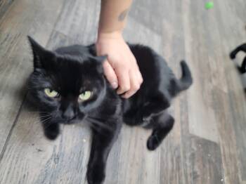 Rescue Domestic Short Hair Cats for Adoption in Fertile, Minnesota - Sabrina | PetCurious