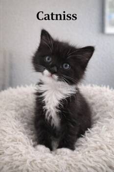 Catniss -  Domestic Long Hair Cat for Adoption in Chandler, Arizona - Catniss | PetCurious