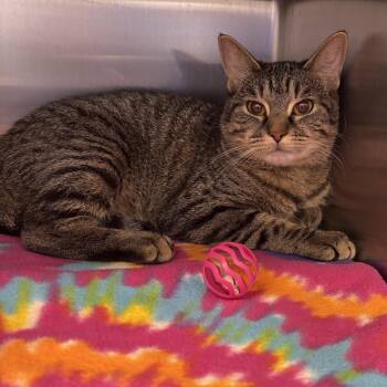 Rescue Domestic Short Hair Cats for Adoption in Liberty, Missouri - Mouse | PetCurious