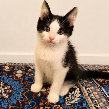 Batman -  Domestic Short Hair Cat for Adoption in Normal, Illinois - Batman | PetCurious