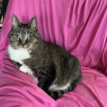 Domestic Short Hair Cats Available for Adoption - Jasper | PetCurious