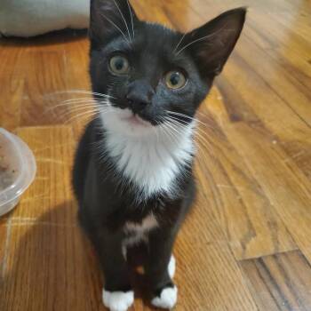Rescue Domestic Short Hair Cats for Adoption in Granville, Ohio - Rocky | PetCurious