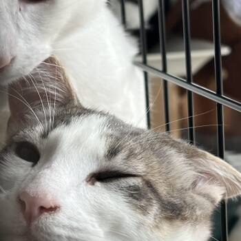 Rescue Abyssinian Cats for Adoption in South San Francisco, California - East | PetCurious