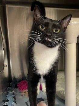 Domestic Short Hair Cats Available for Adoption in Chico, California - Cali | PetCurious