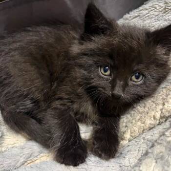 Darryl -  Domestic Long Hair Cat for Adoption in Etna, Pennsylvania - Darryl | PetCurious