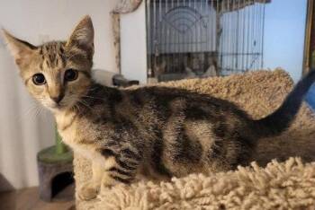 Turtle - PSP -  Domestic Short Hair Cat for Adoption in Oakland Park, Florida - Turtle - PSP | PetCurious