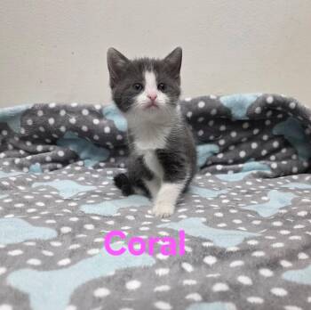 Rescue Russian Blue Cats for Adoption in Concord, North Carolina - Coral | PetCurious