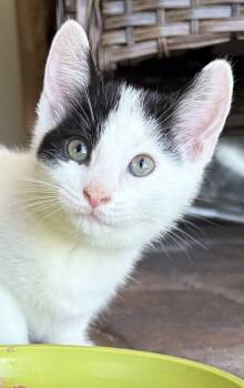 Hamish -  American Shorthair Cat for Adoption in Orlando, Florida - Hamish | PetCurious