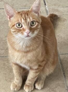 Rescue Domestic Short Hair Cats for Adoption in Lacon, Illinois - Stan | PetCurious