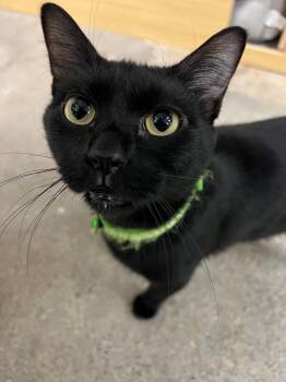 Rescue Domestic Short Hair Cats for Adoption in Villa Park, California - Pantera | PetCurious