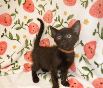 LENNY -  Domestic Short Hair Cat for Adoption in San Jose, California - LENNY | PetCurious