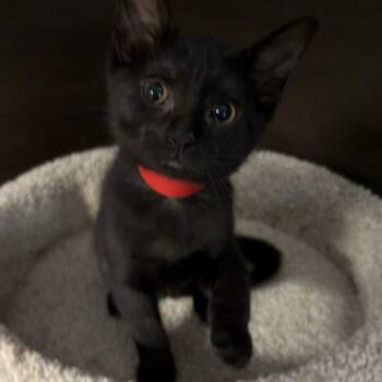 Heart -  Domestic Short Hair Cat for Adoption in Buffalo, New York - Heart | PetCurious