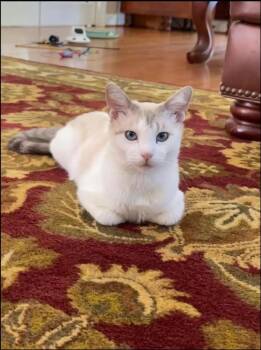 Cotton -  Domestic Short Hair Cat for Adoption in Augusta, Georgia - Cotton | PetCurious