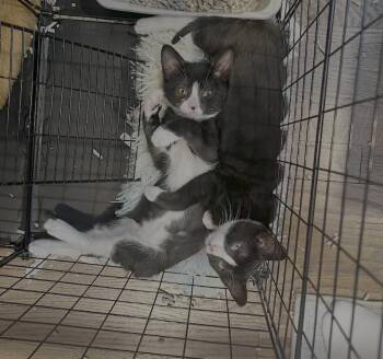 Rescue Domestic Short Hair Cats for Adoption in Morristown, New Jersey - Oliver & Lucy | PetCurious