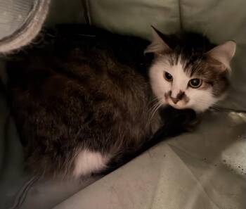 Domestic Medium Hair Cats Available for Adoption in Elkins, West Virginia - Mittens | PetCurious