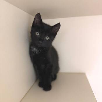 Fiyero -  Domestic Short Hair Cat for Adoption in Bradenton, Florida - Fiyero | PetCurious