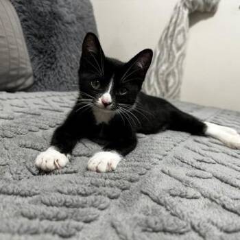 Gigi -  Domestic Short Hair Cat for Adoption in Fort Lauderdale, Florida - Gigi | PetCurious