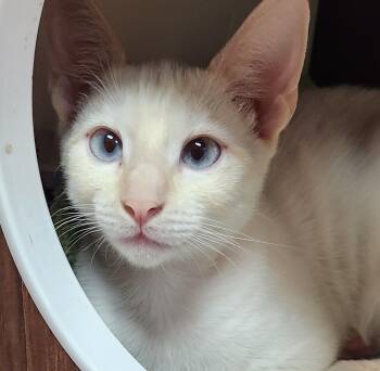 Blanca -  Siamese Cat for Adoption in San Antonio, Texas - Blanca | PetCurious
