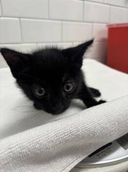 Curveball -  Domestic Short Hair Cat for Adoption in Atlanta, Georgia - Curveball | PetCurious