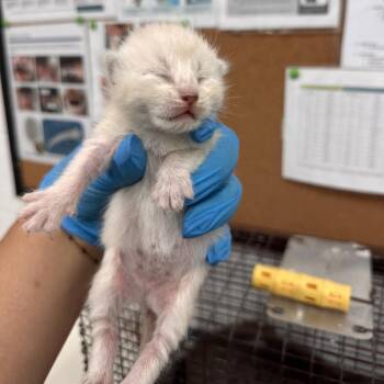 Domestic Short Hair Cats Available for Adoption in Leander, Texas - Mozart | PetCurious
