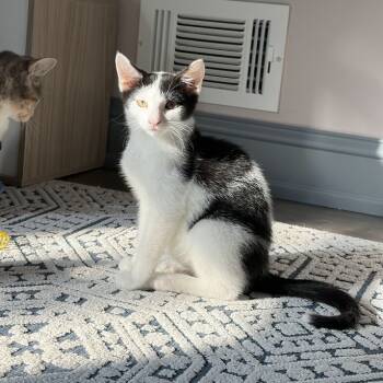 Rescue American Shorthair Cats for Adoption in New York, New York - Post Malone Jr | PetCurious