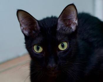 Nickel -  Domestic Short Hair Cat for Adoption in North Miami Beach, Florida - Nickel | PetCurious
