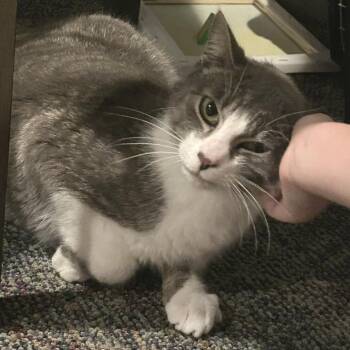Domestic Short Hair Cats Available for Adoption in Medina, Ohio - Romeo | PetCurious