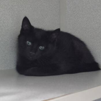 Pint -  Domestic Short Hair Cat for Adoption in Newark, New Jersey - Pint | PetCurious