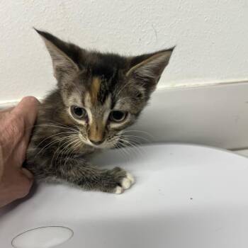 Pavone -  Domestic Short Hair Cat for Adoption in St. Louis, Missouri - Pavone | PetCurious