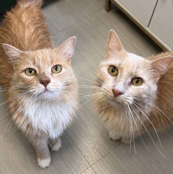 Hestia and Athena -  Domestic Long Hair Cat for Adoption in Pontiac, Michigan - Hestia And Athena | PetCurious