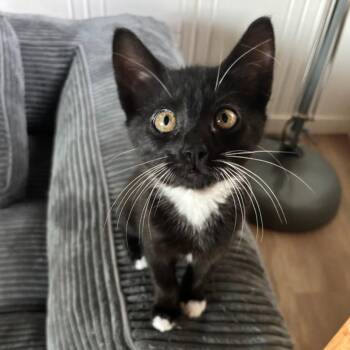 Bristol -  Domestic Short Hair Cat for Adoption in Santa Rosa, California - Bristol | PetCurious