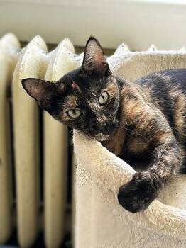 Mercy -  Domestic Short Hair Cat for Adoption in Lemoyne, Pennsylvania - Mercy | PetCurious