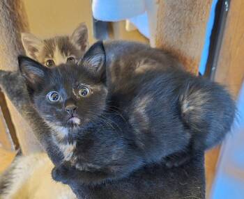 Starling -  Domestic Short Hair Cat for Adoption in Vancouver, Washington - Starling | PetCurious
