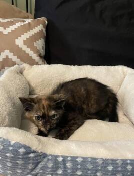 Sellena -  Domestic Short Hair Cat for Adoption in Wilmington, North Carolina - Sellena | PetCurious