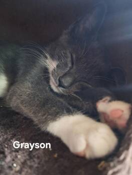 Grayson -  Domestic Short Hair Cat for Adoption in Chicopee, Massachusetts - Grayson | PetCurious