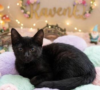 RavenQ -  Domestic Short Hair Cat for Adoption in North Highlands, California - RavenQ | PetCurious