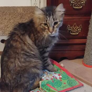 Jasper - Working Cat -  Domestic Medium Hair Cat for Adoption in Baltimore, Maryland - Jasper - Working Cat | PetCurious