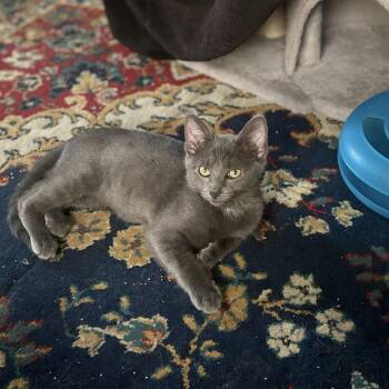 Petal -  Domestic Short Hair Cat for Adoption in Seattle, Washington - Petal | PetCurious