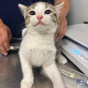 Faye -  Domestic Medium Hair Cat for Adoption in Charleston, West Virginia - Faye | PetCurious