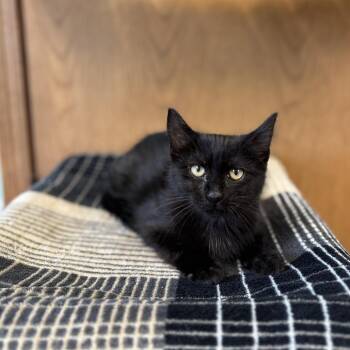 Domestic Short Hair Cats Available for Adoption in Fargo, North Dakota - Sprinkle--In Foster | PetCurious