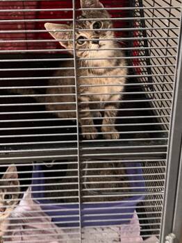 Thelma -  Domestic Short Hair Cat for Adoption in Johnson City, Tennessee - Thelma | PetCurious