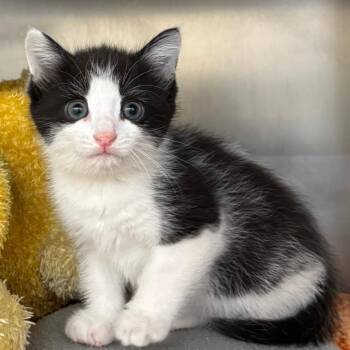 Domestic Short Hair Cats Available for Adoption in West Palm Beach, Florida - Seaweed | PetCurious