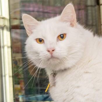 YETI -  Domestic Short Hair Cat for Adoption in St. Louis, Missouri - YETI | PetCurious